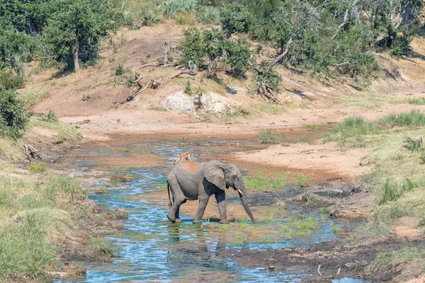 Elefante africano, Loxodonta africana, che attraversa il fiume Ngwenyeni — Foto Stock