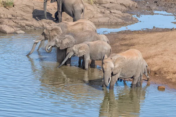 Elefantes africanos bebiendo agua en un río — Foto de Stock