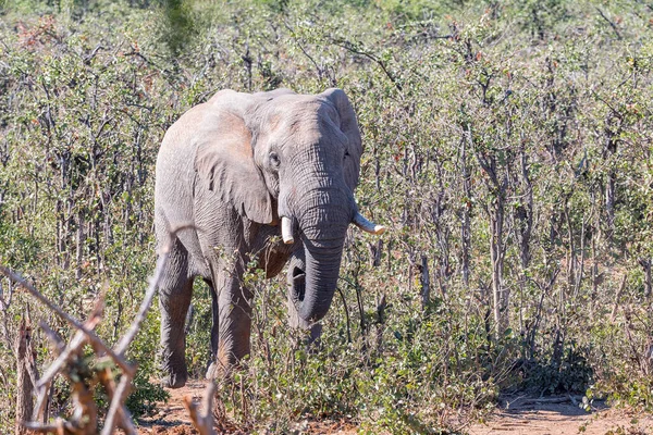 African elephant with broken tusk between mopani bushes — ストック写真