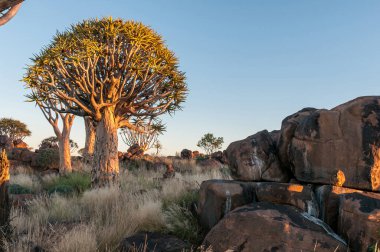 Güney Namibya 'daki Keetmanshoop yakınlarındaki Quiver Ağaç Ormanı' nda gün doğumu. Bir kaya hyrax, Procavia capensis, güneşin tadını çıkarıyor.