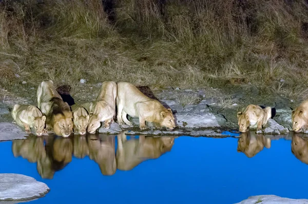 Oroszlánbüszkeség Panthera Leo Ivóvíz Egy Mesterségesen Megvilágított Víznyelőben — Stock Fotó