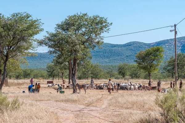 Opuwo Namibie Mai 2011 Des Chèvres Des Humains Âne Sont — Photo