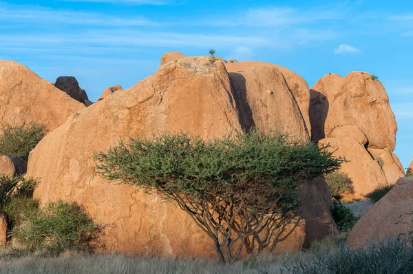 Uma Vista Pedras Granito Uma Árvore Spitzkoppe Maior — Fotografia de Stock