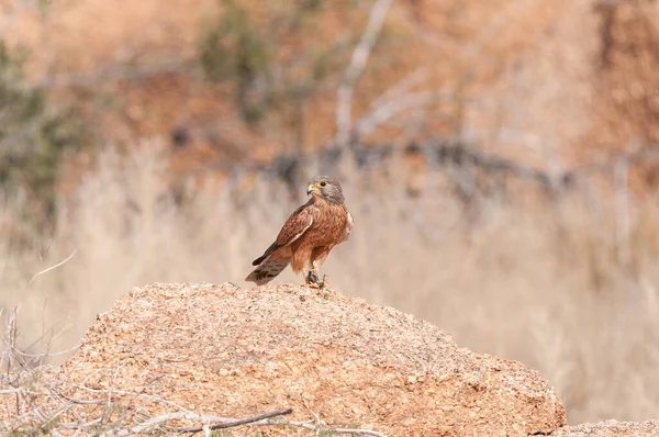 Rock Kestrel Falco Rupicolus Its Prey Armoured Ground Cricket Greater — Stock Photo, Image