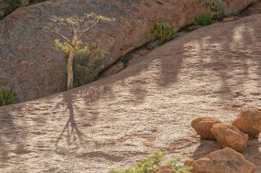 Namibya 'nın en büyük Spitzkoppe' unda, sert granit bir tepede bir yarığın içinde büyüyen bir ağaç.