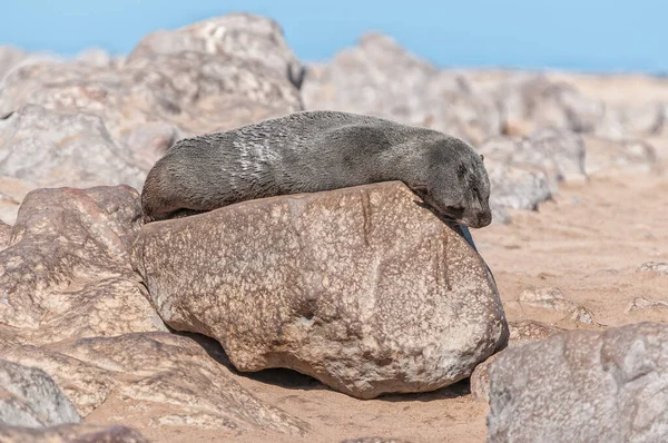 A Cape Fur Seal, Arctocephalus pusillus, basking in the sun at Cape Cross in Namibia