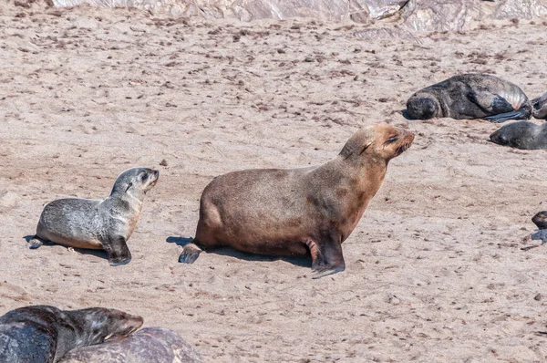 Cape Fur Seal Och Valp Arctocephalus Pusillus Promenader Vid Cape — Stockfoto