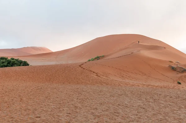 Kilátás Sarló Alakú Homokdűne Mellett Sossusvlei Egy Turista Látható Dűnén — Stock Fotó