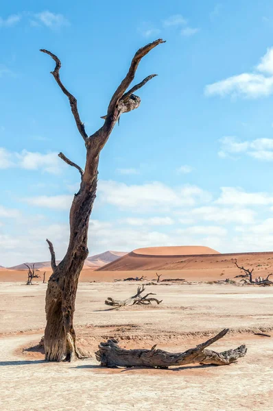 Νεκρά Κούτσουρα Δέντρων Φόντο Αμμόλοφο Στο Deadvlei Κόσμος Είναι Ορατός — Φωτογραφία Αρχείου