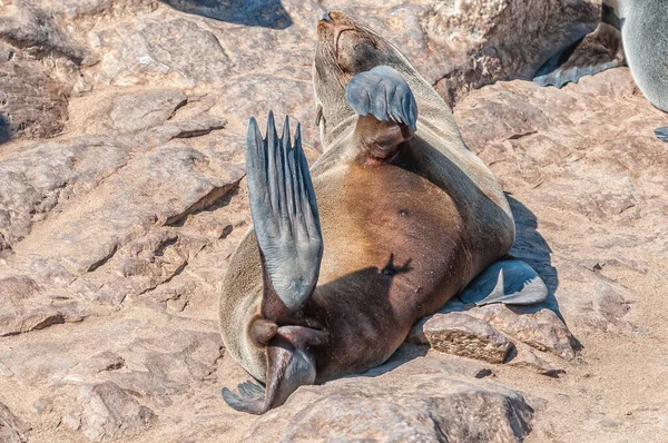 Cape Fur Seal Arctocephalus Pusillus Vyhřívající Slunci Cape Cross Namibii — Stock fotografie