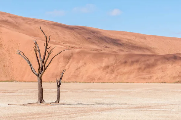 Tote Baumstümpfe Vor Sanddünenkulisse Bei Deadvlei — Stockfoto