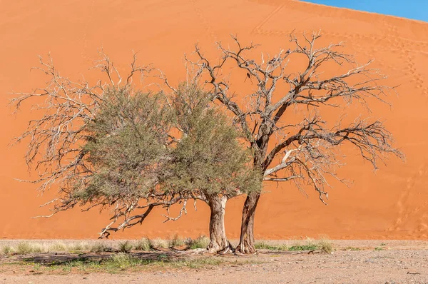 Kameldornbäume Vor Der Orangefarbenen Kulisse Der Düne Bei Sossusvlei — Stockfoto