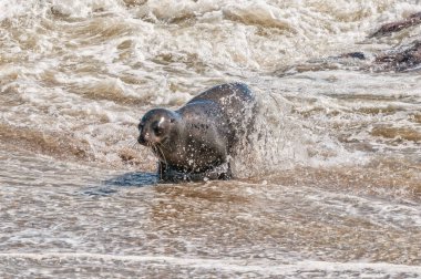 Bir Cape Fur Seal, Arctocephalus pusillus, Namibya 'daki Cape Cross' ta okyanustan çıkıyor.