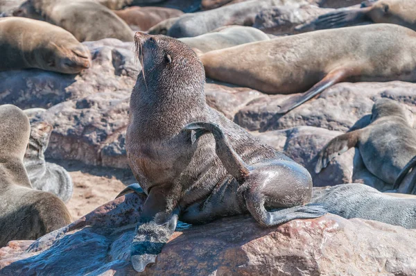 Cape Fur Seal Arctocephalus Pusillus Poškrábání Cape Cross Namibii — Stock fotografie