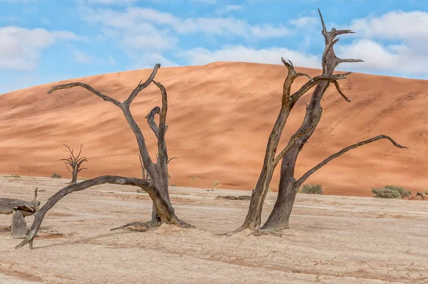 Νεκρά Κούτσουρα Δέντρων Φόντο Αμμόλοφο Στο Deadvlei — Φωτογραφία Αρχείου