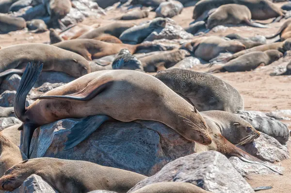 Cape Fur Seals Arctocephalus Pusillus Cape Cross Namibii — Stock fotografie