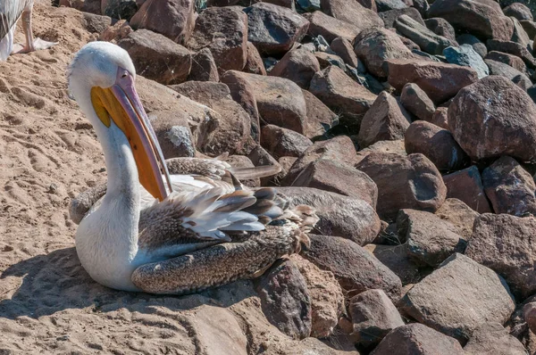 Great White Pelican Pelecanus Onocrotalus Waterfront Walvis Bay Atlantic Ocean — Stock Photo, Image