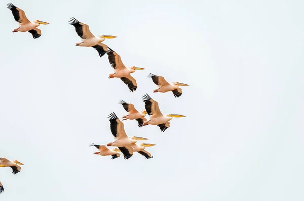 Büyük Beyaz Pelikanlar Pelecanus Onocrotalus Walvis Körfezi Nde Uçuyorlar — Stok fotoğraf