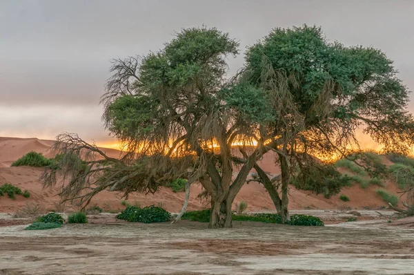 Vista Nascer Sol Árvores Espinheiro Camelo Sossusvlei Namíbia — Fotografia de Stock