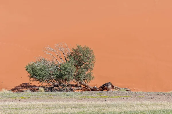 Een Knoestige Kameeldoornboom Tegen Oranje Achtergrond Van Dune Bij Sossusvlei — Stockfoto