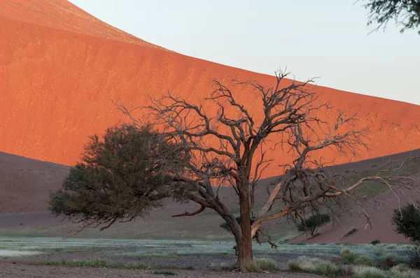 Camelthornes Sur Fond Orange Dune Près Sossusvlei — Photo