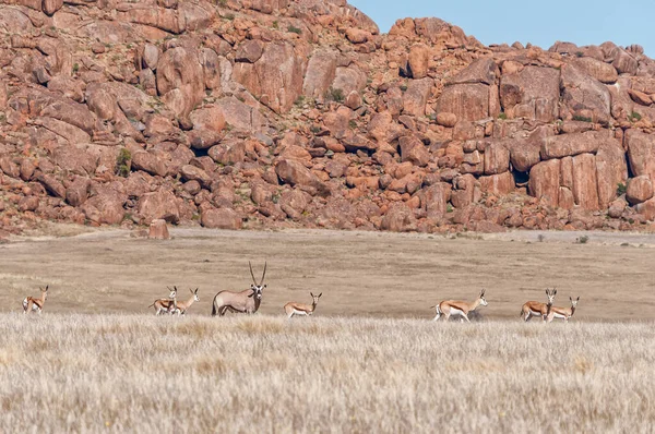 Paisaje Montaña Con Oryx Springbok Carretera C27 Entre Sesriem Betta — Foto de Stock