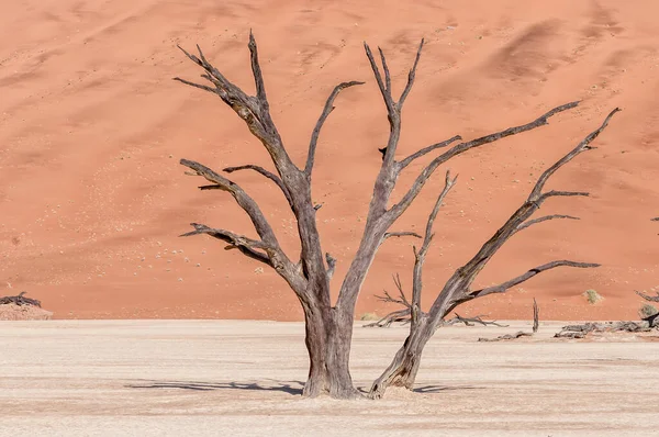 Tote Baumstümpfe Vor Sanddünenkulisse Bei Deadvlei — Stockfoto