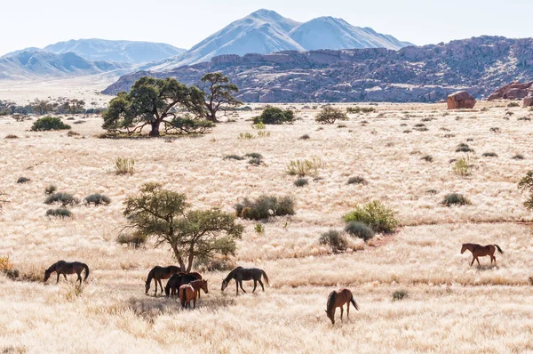 Landschap Met Paarden Bij Koiimasis Aan Rand Van Namibische Woestijn — Stockfoto