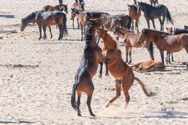 Дикие Лошади Намиба Сражались Гаруба Возле Ауса — стоковое фото