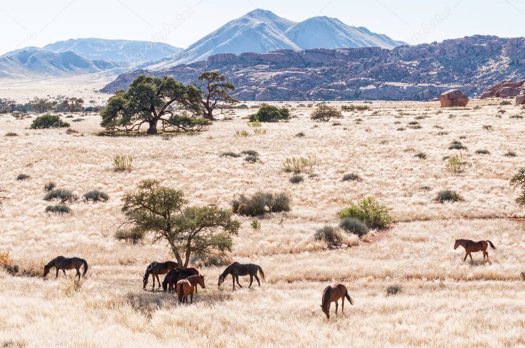 Landscape, with horses, at Koiimasis on the edge of the Namib desert