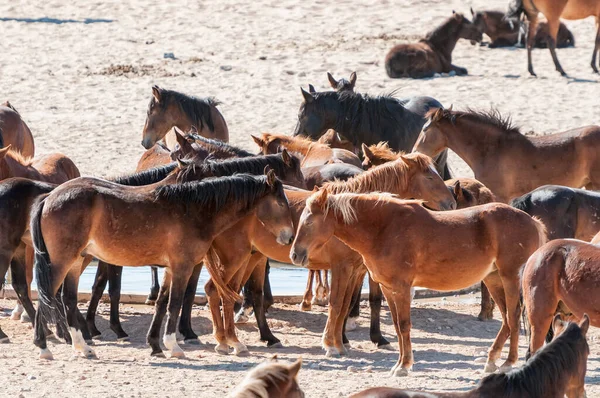 Wildpferde Der Namib Garub Bei Aus — Stockfoto