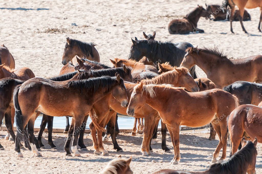 Wild horses of the Namib at Garub near Aus