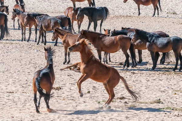 Wildpferde Der Namib Kämpfen Garub Bei Aus — Stockfoto