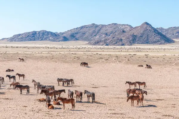 Wilde Paarden Van Namib Bij Garub Bij Aus — Stockfoto