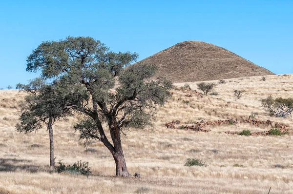 Landschap Met Een Boom Berg Bij Toekoms Namib Rand — Stockfoto