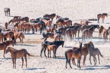 Aus yakınlarındaki Garub 'da Namib' in vahşi atları.