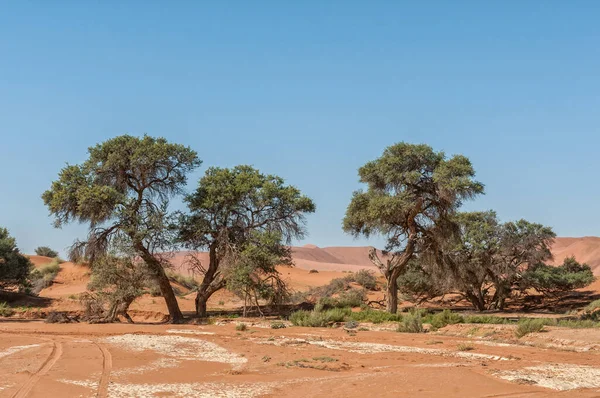 Grandes Árvores Espinheiro Sossusvlei Namíbia Carris Dos Veículos São Visíveis — Fotografia de Stock