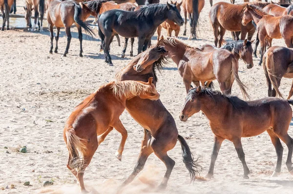 Wilde Paarden Van Namib Vechten Bij Garub Bij Aus — Stockfoto