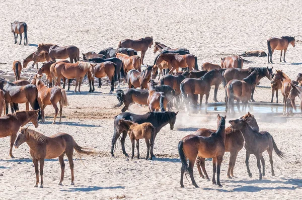 Vilda Hästar Från Namib Garub Nära Aus — Stockfoto