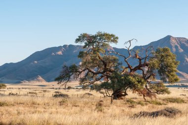 Manzara, bir ağaç ve dağ ile Koimasis yakınlarındaki D707 yolunda