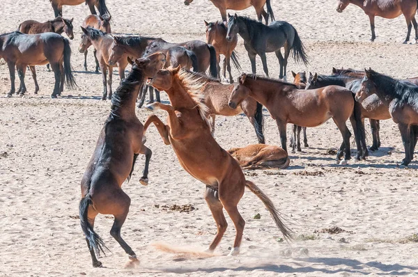 Дикие Лошади Намиба Сражались Гаруба Возле Ауса — стоковое фото