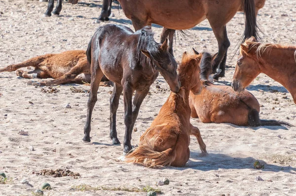 Caballos Salvajes Del Namib Peleando Garub Cerca Aus — Foto de Stock