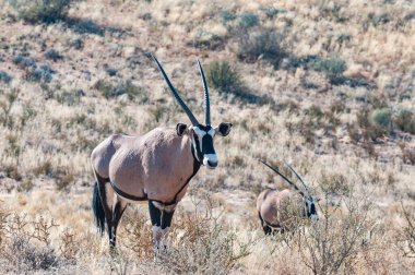Kurak Kgalagadi 'de iki antilop, Oryx ceylanı.