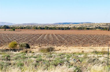 Groblershoop ve Upington arasındaki Orange River 'ın yanındaki üzüm bağları.