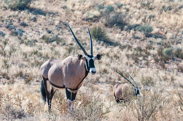 Два Орикса Oryx Gazella Засушливом Kgalagadi — стоковое фото