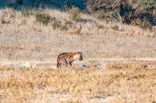 Spotted Hyena Crocuta Crocuta Mata Mata Kgalagadi — Stock Photo, Image