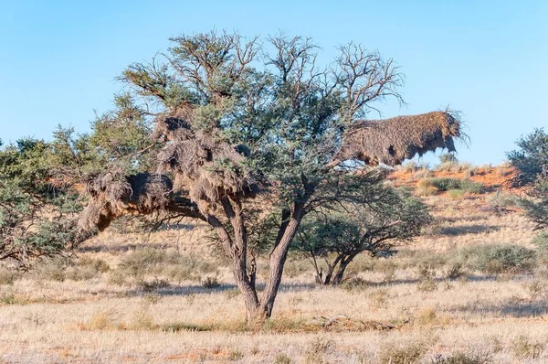 Nid Oiseaux Communal Dans Arbre Épines Chameau Dans Kgalagadi Aride — Photo