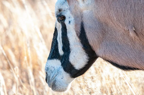 Primer Plano Cabeza Oryx Oryx Gazella Árido Kgalagadi Una Garrapata — Foto de Stock