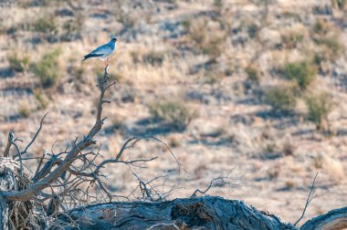 Ölü bir ağaç dalında Güney Soluk Renkli Atmaca, Melierax Canorus.