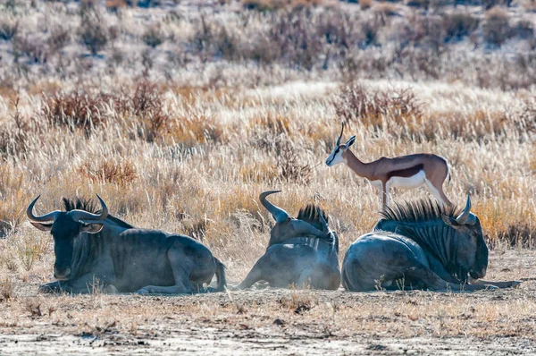 Blaue Gnus Liegen Und Ein Springbock Steht Trockenen Kgalagadi — Stockfoto